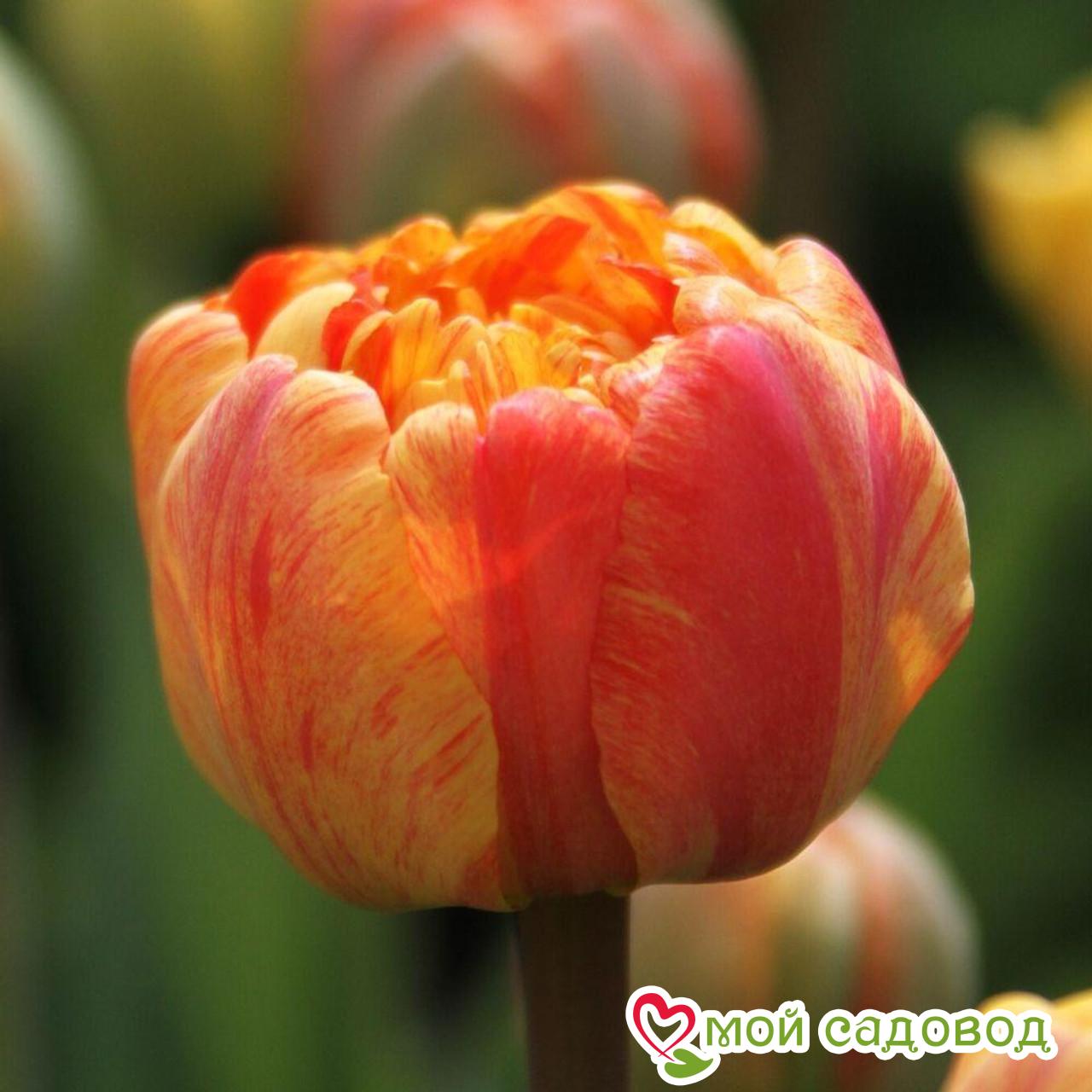 Тюльпан махровый Монте Флейм