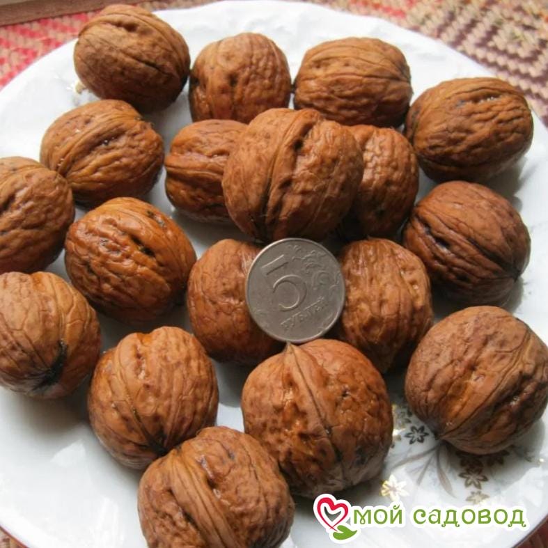 Орех садко